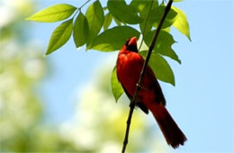 Cardinalis cardinalis - Cardinal (male)