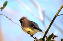 Bombycilla cedrorum - Cedar Waxwing