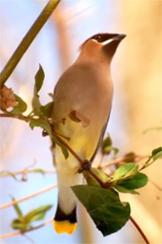 Bombycilla cedrorum - Cedar Waxwing