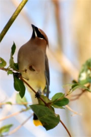 Bombycilla cedrorum - Cedar Waxwing