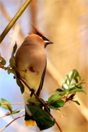 Bombycilla cedrorum - Cedar Waxwing