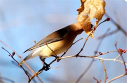 Bombycilla cedrorum - Cedar Waxwing