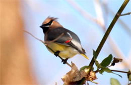 Bombycilla cedrorum - Cedar Waxwing