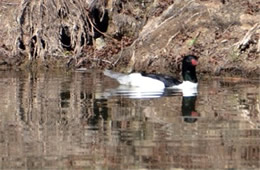 Mergus merganser - Common Merganser