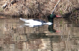 Mergus merganser - Common Merganser