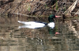 Mergus merganser - Common Merganser