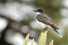 Tyrannus tyrannus - Eastern Kingbird