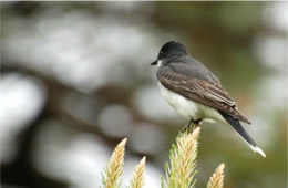 Tyrannus tyrannus - Eastern Kingbird