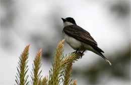 Tyrannus tyrannus - Eastern Kingbird