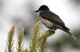 Tyrannus tyrannus - Eastern Kingbird