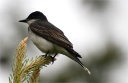 Tyrannus tyrannus - Eastern Kingbird