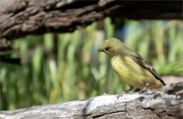 Spinus psaltria - Lesser Goldfinch (female)