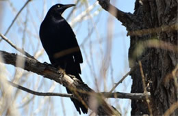 Quiscalus mexicanus - Great-tailed Grackle