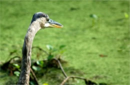 Ardea herodias - Great Blue Heron