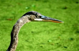 Ardea herodias - Great Blue Heron