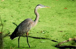 Ardea herodias - Great Blue Heron