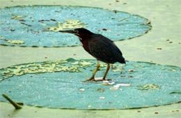 Butorides virescens - Green Heron