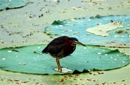 Butorides virescens - Green Heron