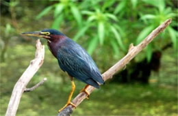 Butorides virescens - Green Heron