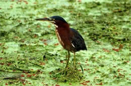 Butorides virescens - Green Heron