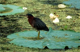 Butorides virescens - Green Heron