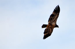 Haliaeetus leucocephalus - Juvenile Bald Eagle