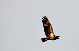 Haliaeetus leucocephalus - Juvenile Bald Eagle