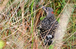 Colaptes auratus - Juvenile Northern Flicker