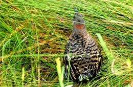 Colaptes auratus - Juvenile Northern Flicker