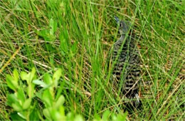 Colaptes auratus - Juvenile Northern Flicker