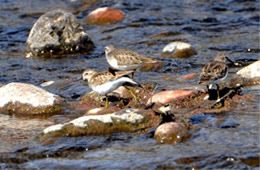 Calidris minutilla - Least Sandpiper