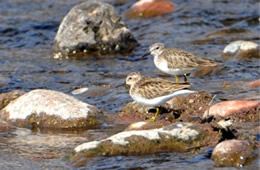 Calidris minutilla - Least Sandpiper