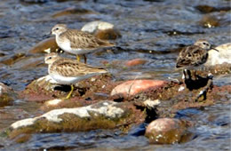 Calidris minutilla - Least Sandpiper