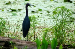 Egretta caerulea - Little Blue Heron