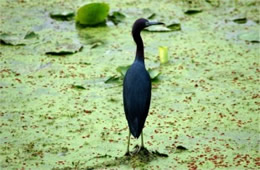 Egretta caerulea - Little Blue Heron