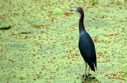 Egretta caerulea - Little Blue Heron