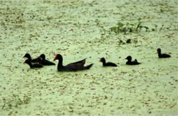 Gallinula chloropus - Common Moorhen Mother and Chicks