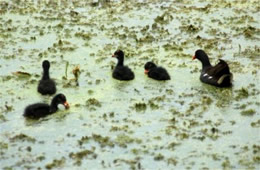 Gallinula chloropus - Common Moorhen Mother and Chicks