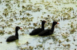 Gallinula chloropus - Common Moorhen Chicks