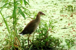 Gallinula chloropus - Common Moorhen Fledgling