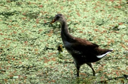 Gallinula chloropus - Common Moorhen Juvenile