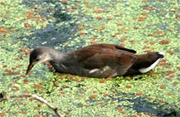 Gallinula chloropus - Common Moorhen Juvenile