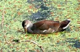 Gallinula chloropus - Common Moorhen Juvenile