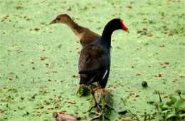 Gallinula chloropus - Common Moorhen Juvenile