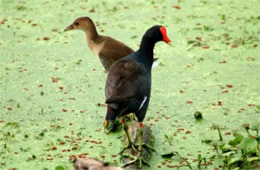 Gallinula chloropus - Common Moorhen Juvenile