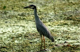 Nyctanassa violacea - Yellow-crowned Night Heron