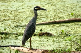 Nyctanassa violacea - Yellow-crowned Night Heron