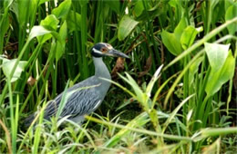 Nyctanassa violacea - Yellow-crowned Night Heron