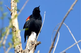 Agelaius phoeniceus - Red-winged Blackbird