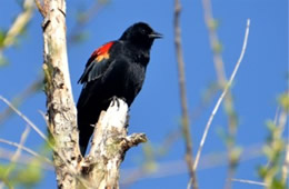 Agelaius phoeniceus - Red-winged Blackbird